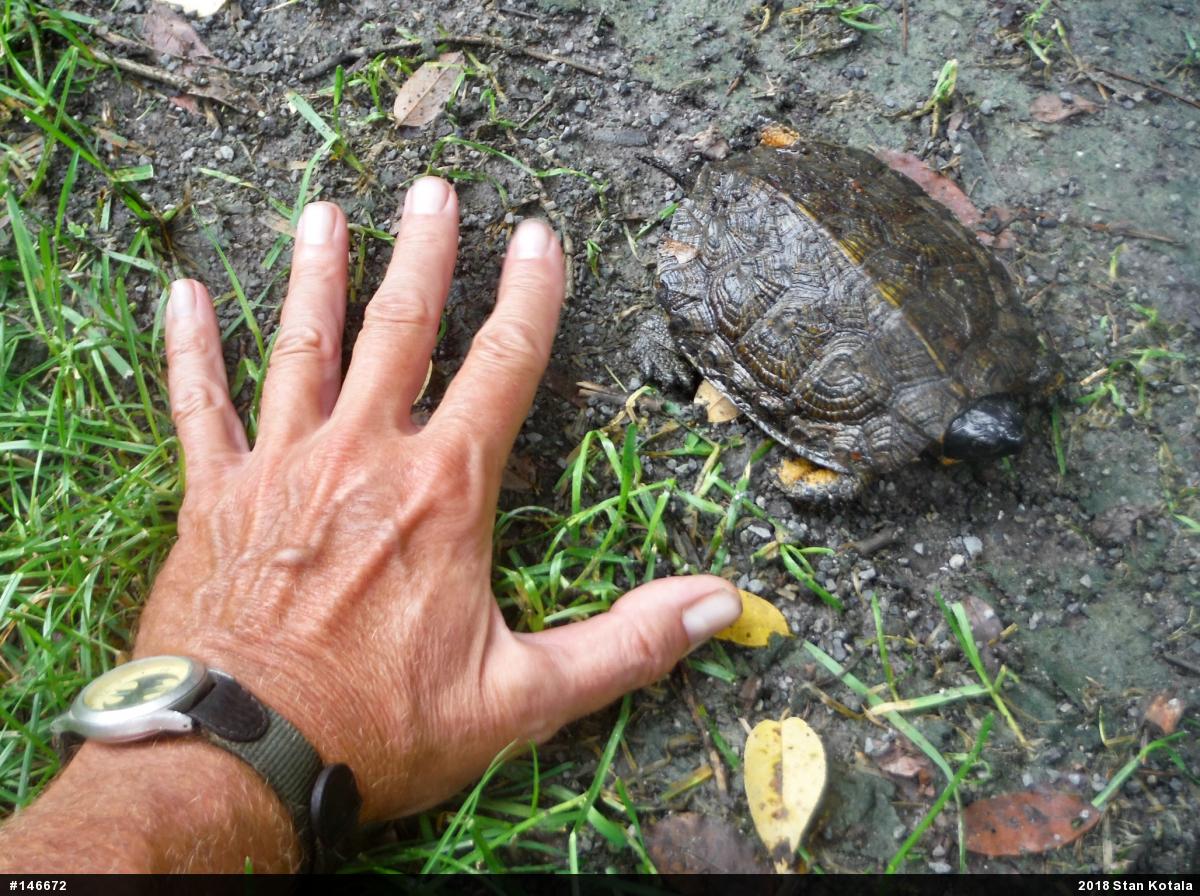 Wood Turtle