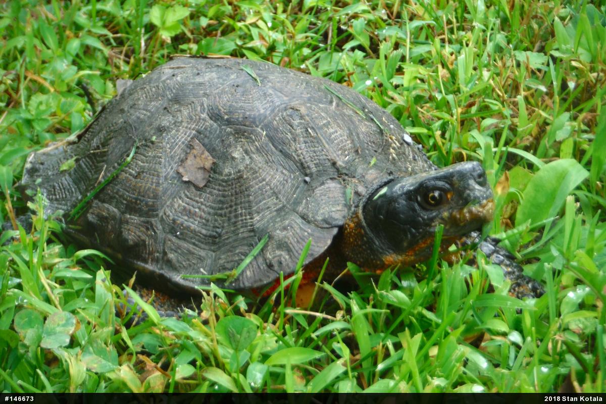 Wood Turtle