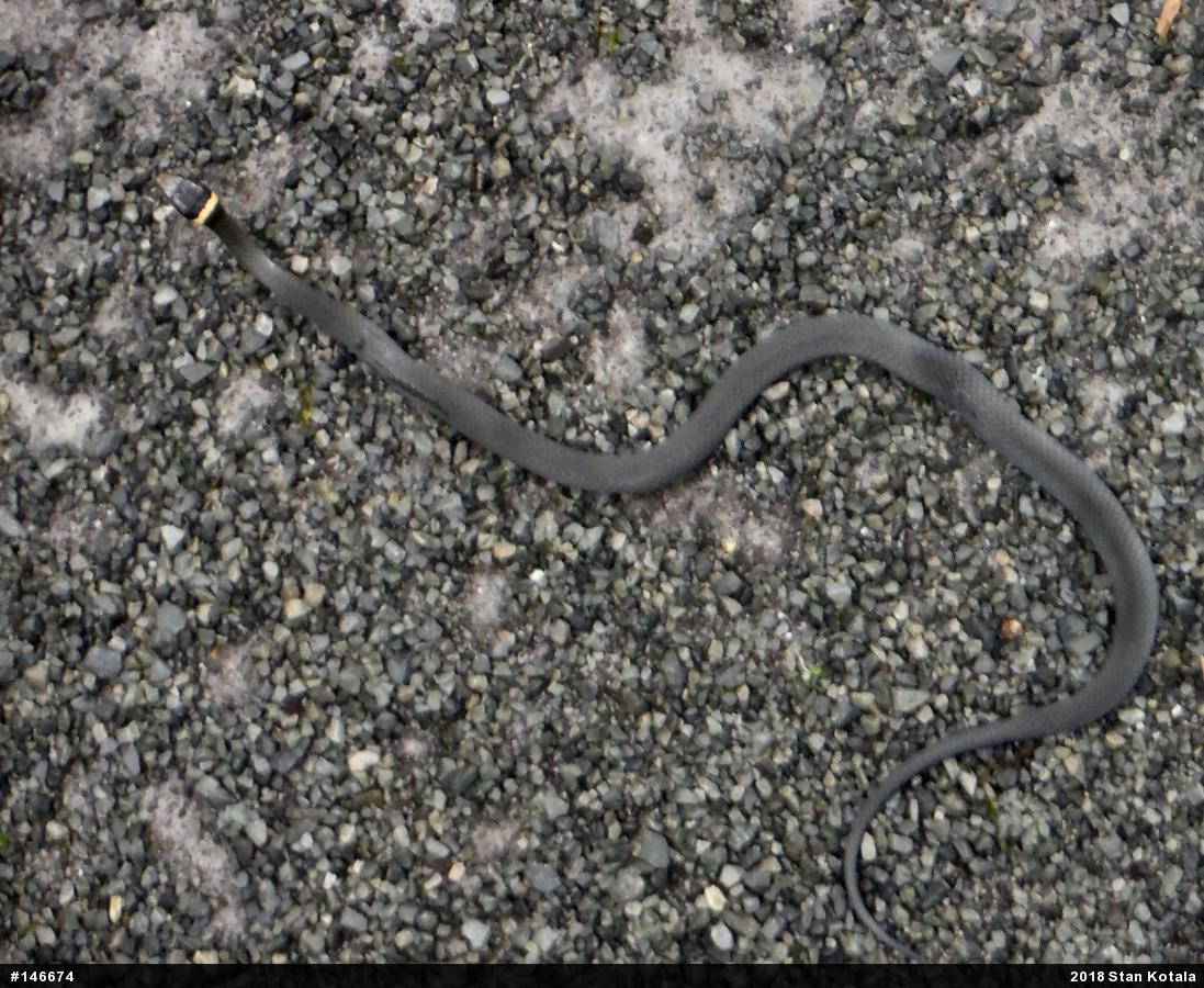 Northern Ring-necked Snake