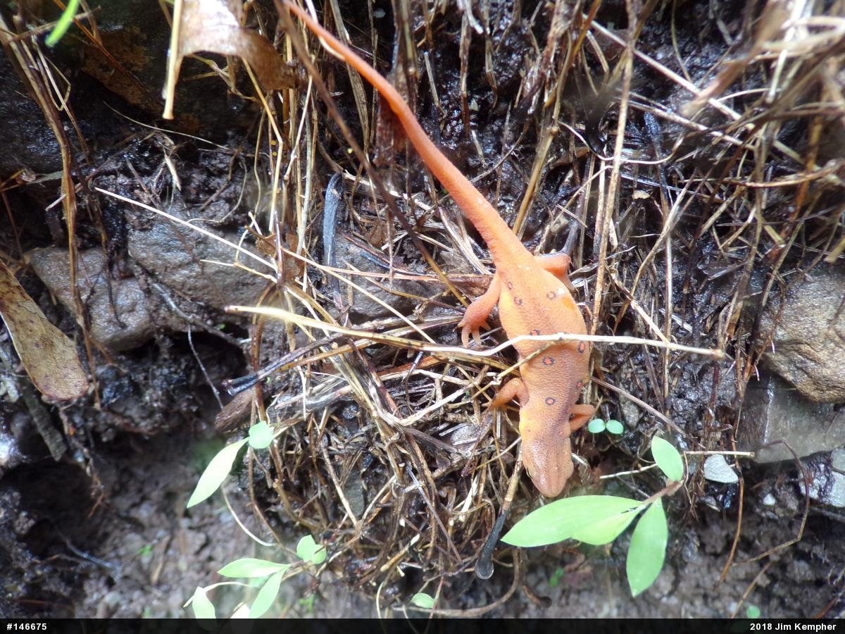 Red-spotted Newt