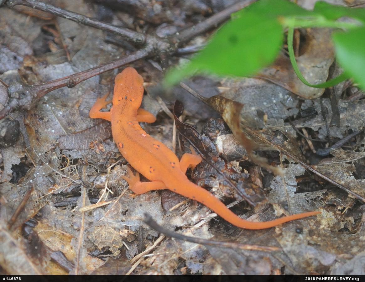 Red-spotted Newt