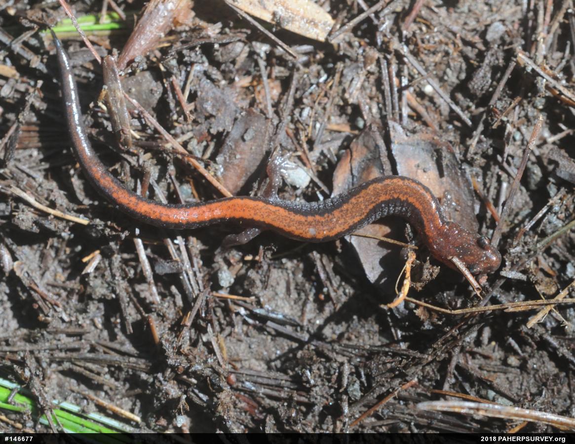 Eastern Red-backed  Salamander