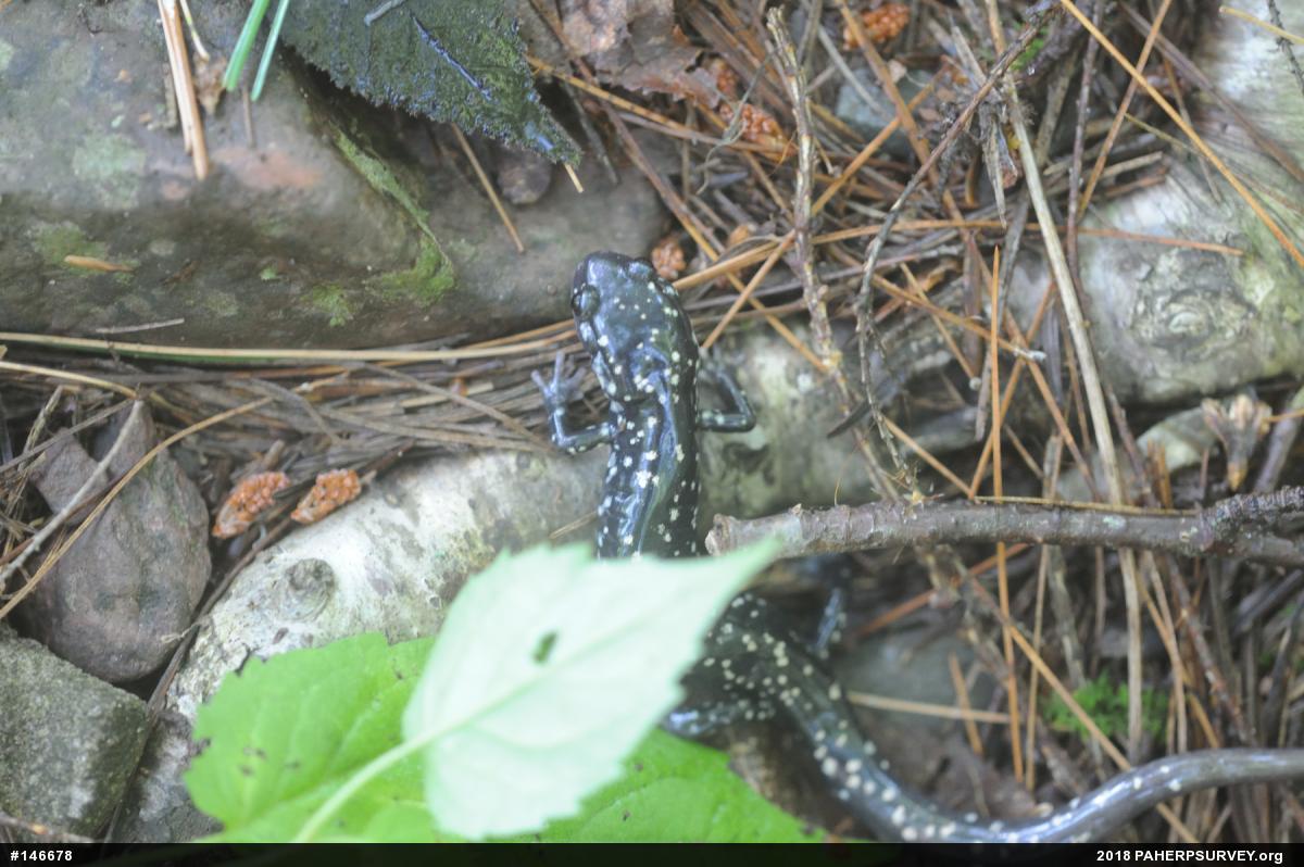 Northern Slimy Salamander