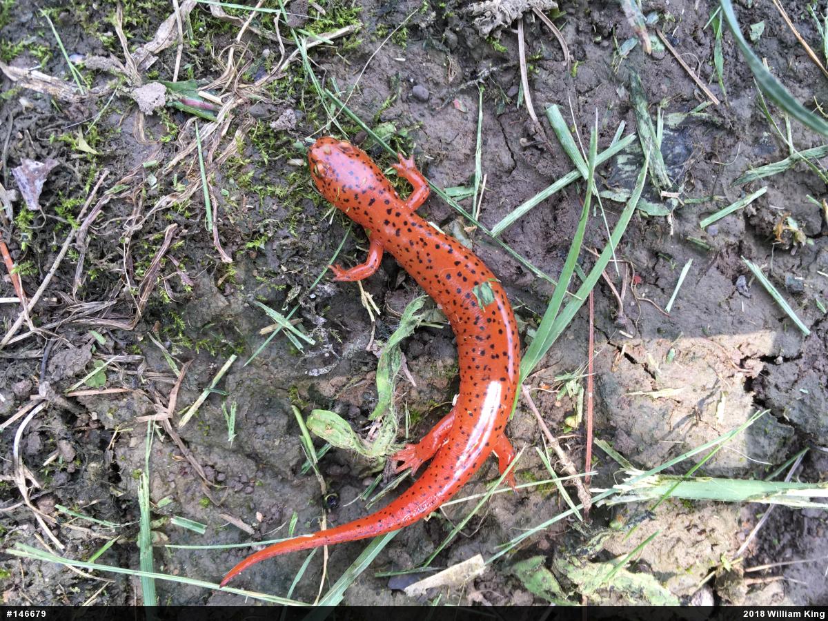 Northern Red Salamander