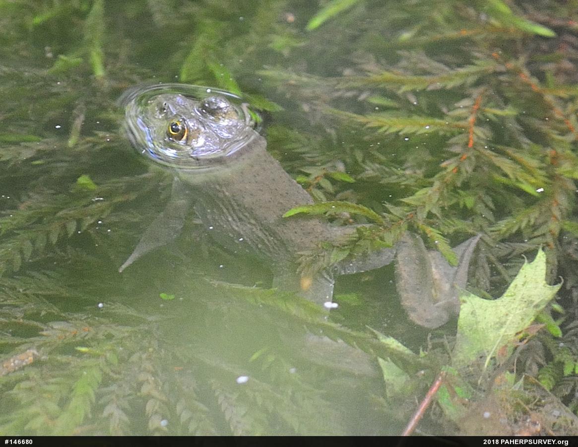 American Bullfrog