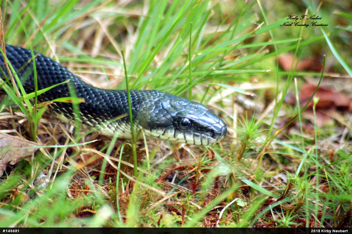 Eastern Ratsnake