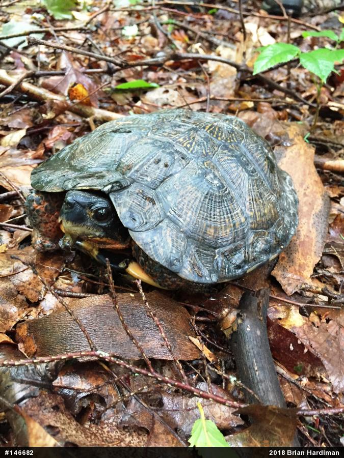 Wood Turtle