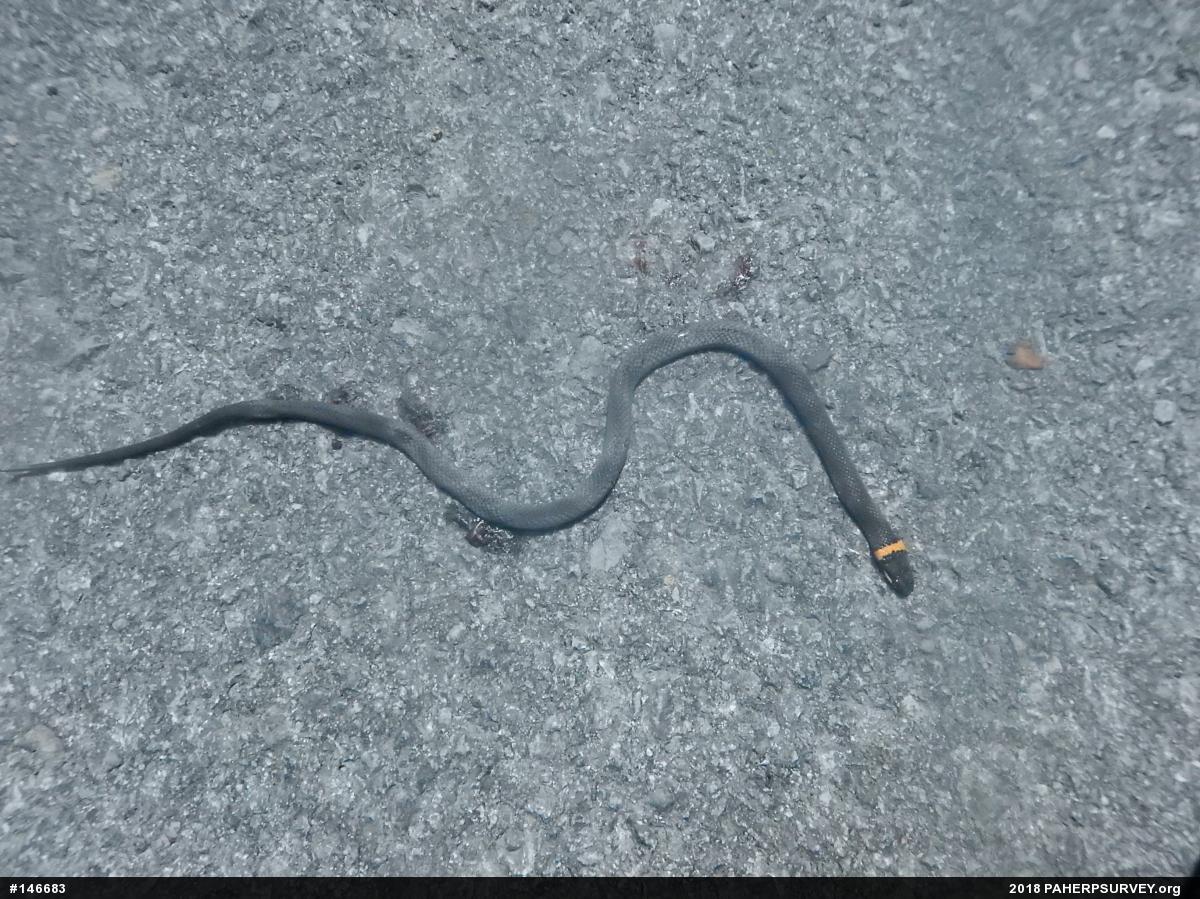 Northern Ring-necked Snake