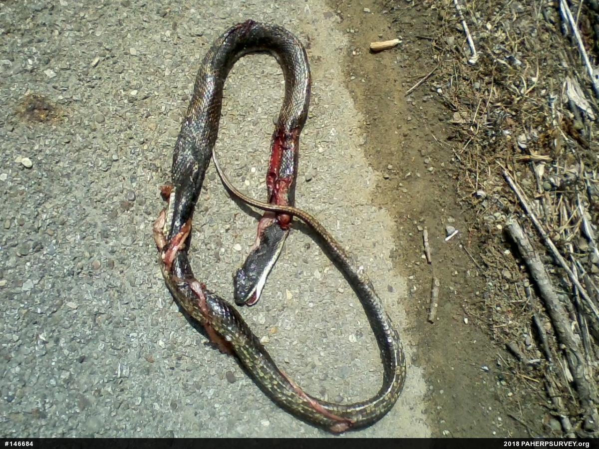 Eastern Ratsnake
