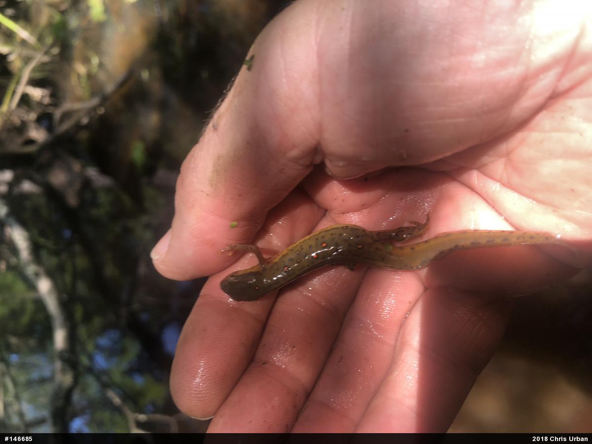Red-spotted Newt
