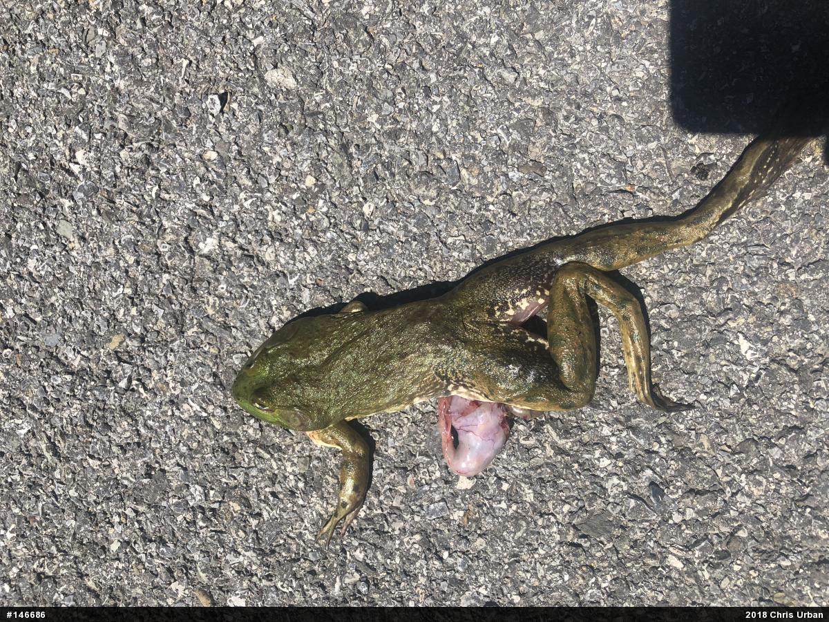 American Bullfrog