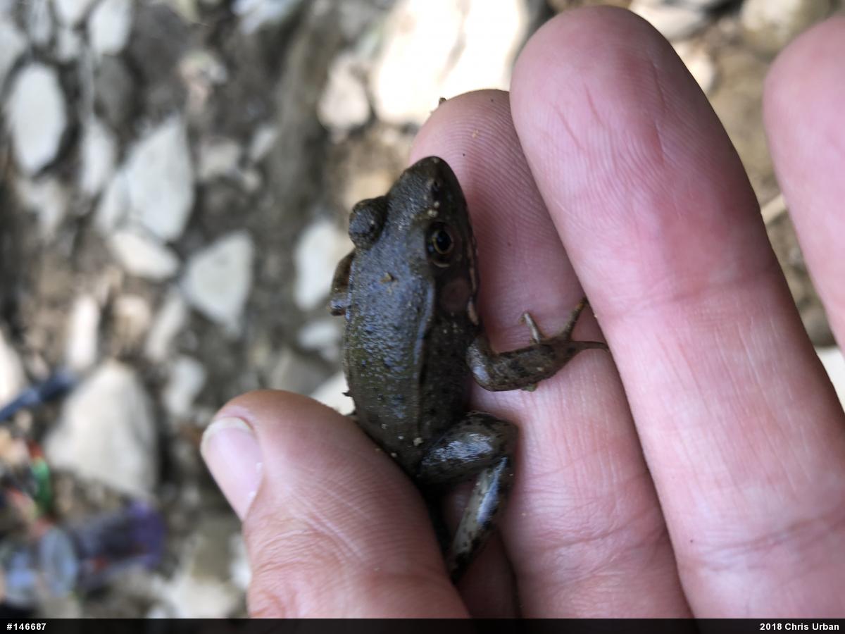 Green Frog