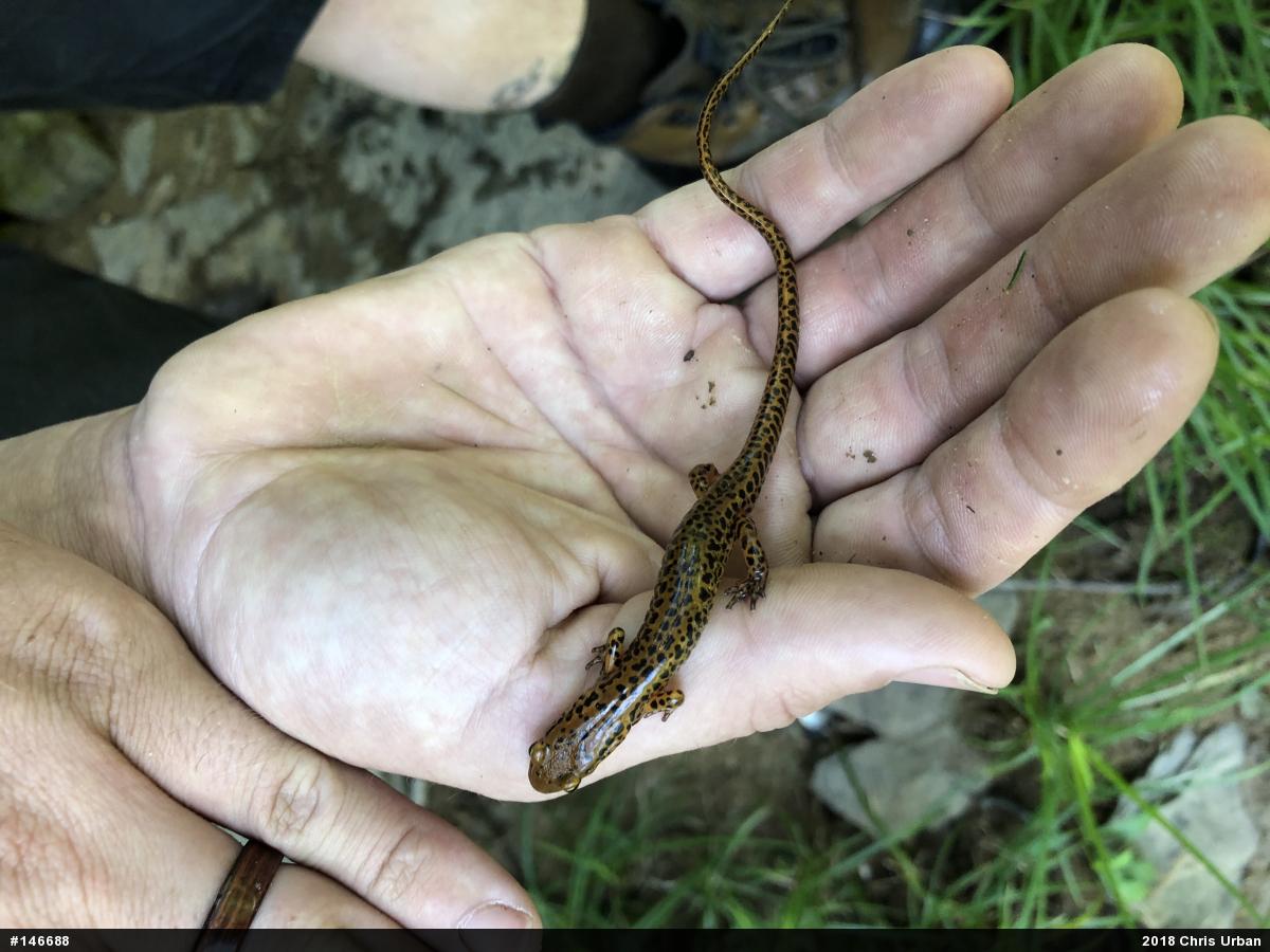 Eastern Long-tailed Salamander