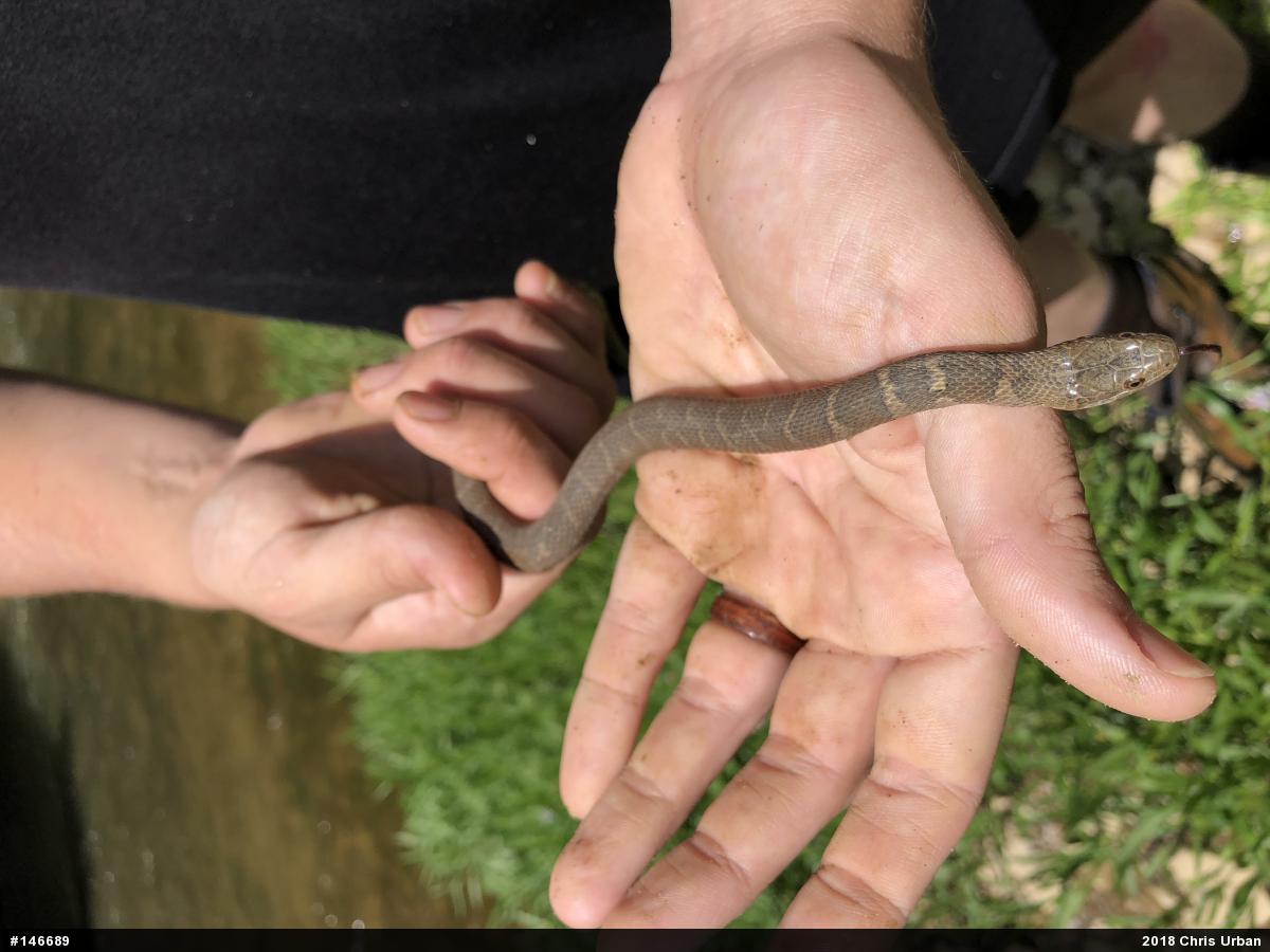 Northern Watersnake