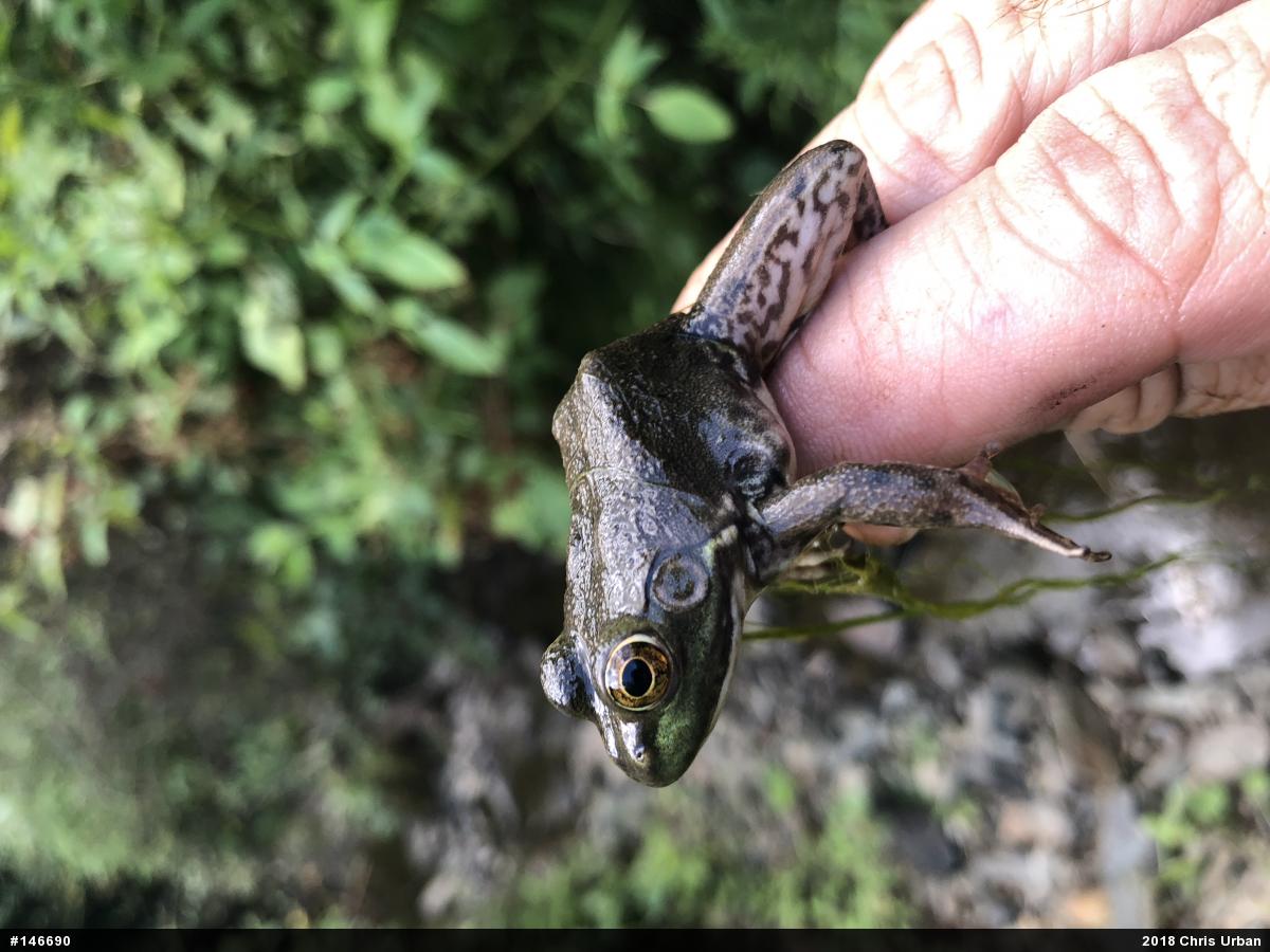 American Bullfrog