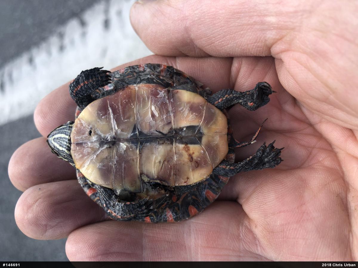 Painted Turtle