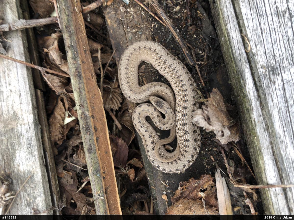 Dekay's Brownsnake