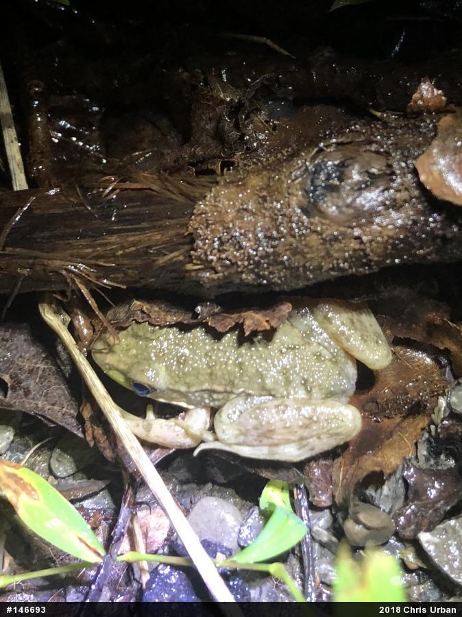 Green Frog