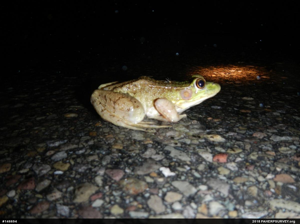 Green Frog