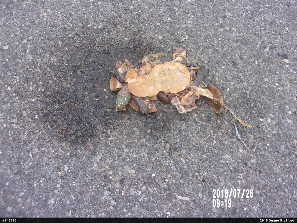 Midland Painted Turtle