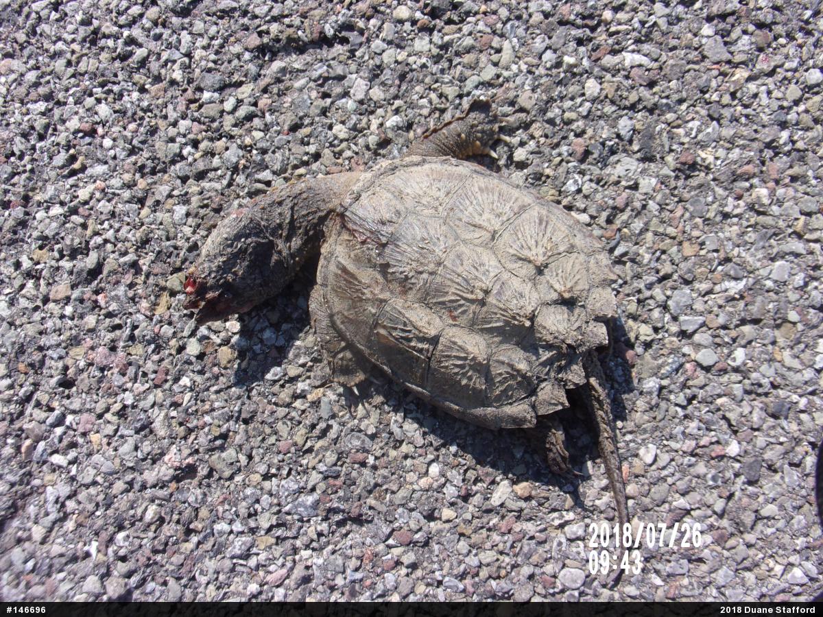 Snapping Turtle