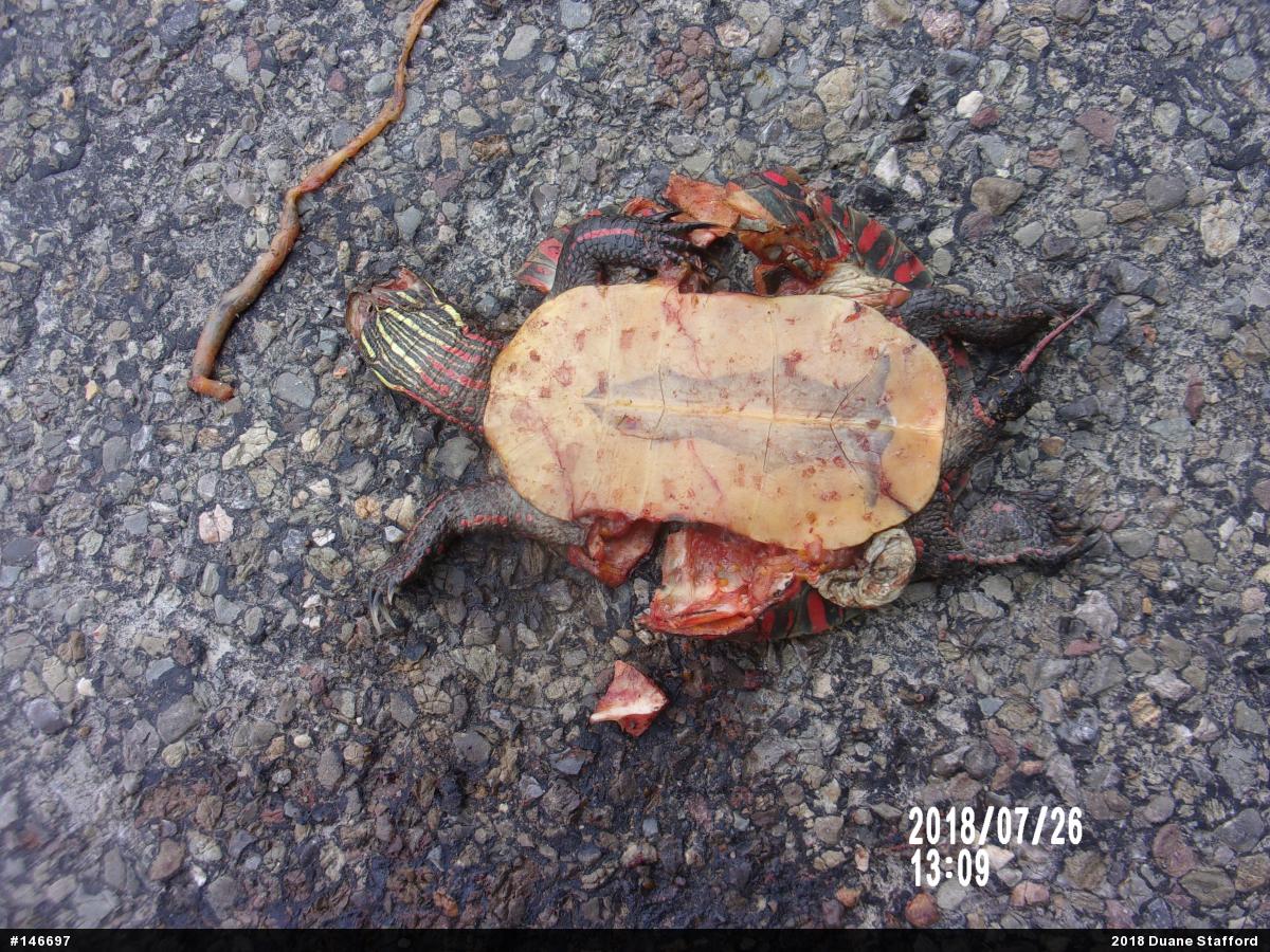 Midland Painted Turtle