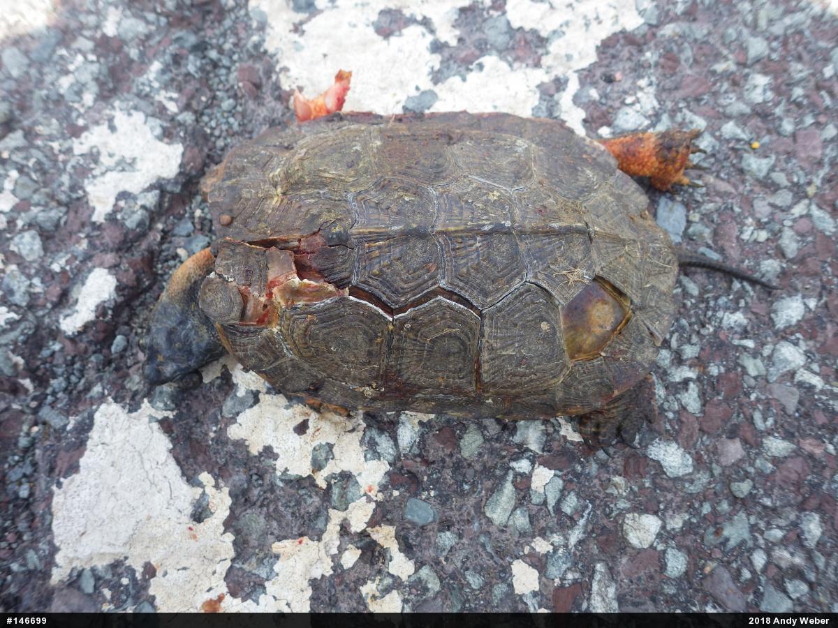 Wood Turtle