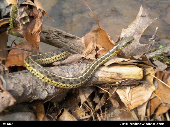 Eastern Gartersnake