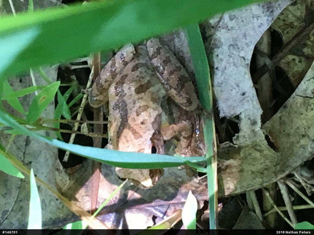 Spring Peeper