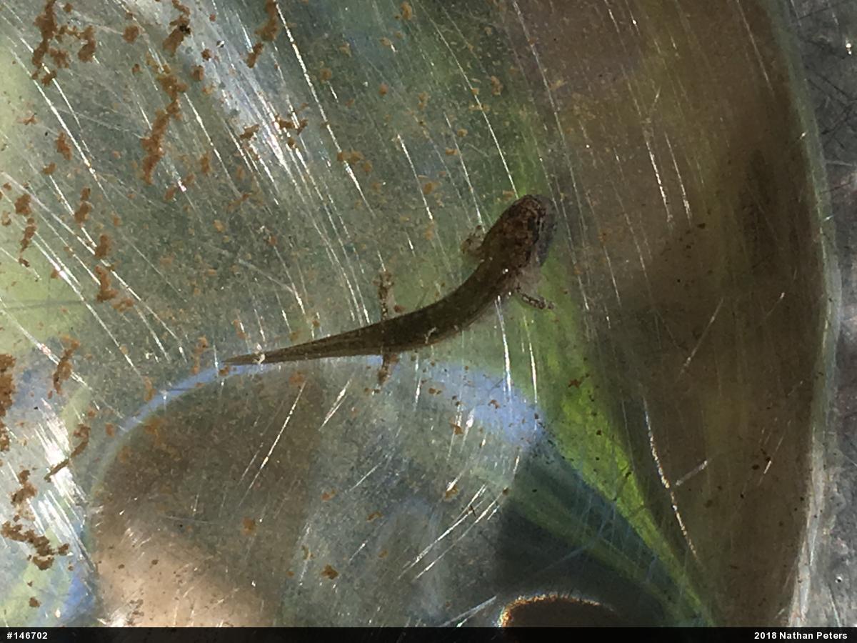 Northern Two-lined Salamander