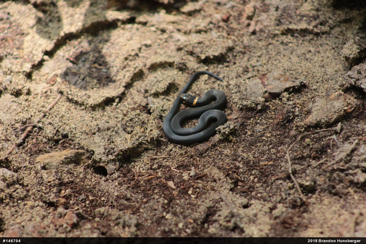 Northern Ring-necked Snake