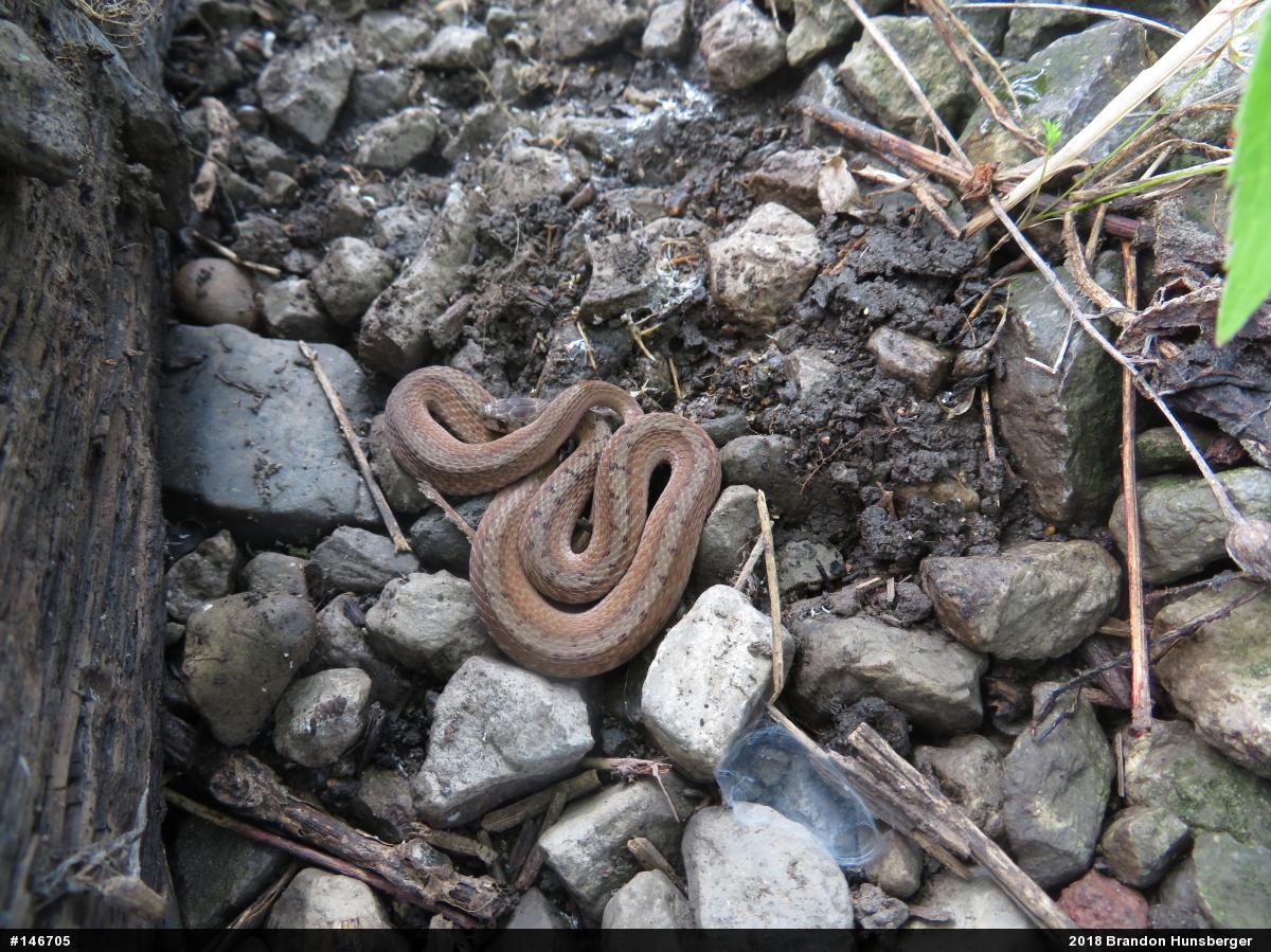 Dekay's Brownsnake