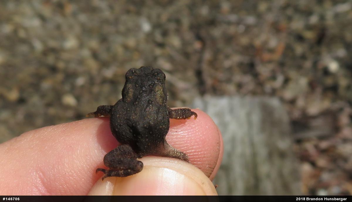Eastern American Toad