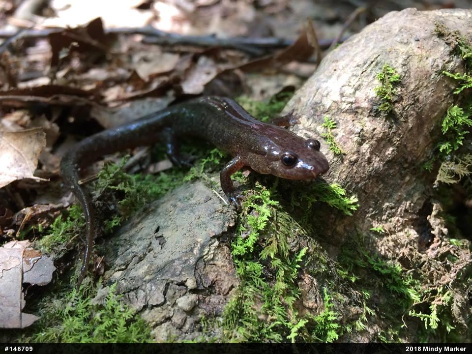 Northern Dusky Salamander