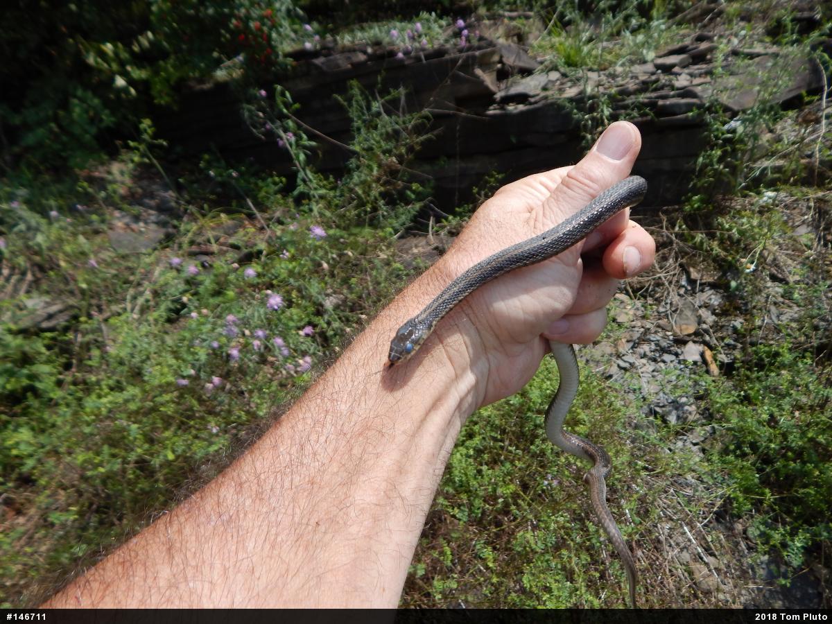 Eastern Gartersnake