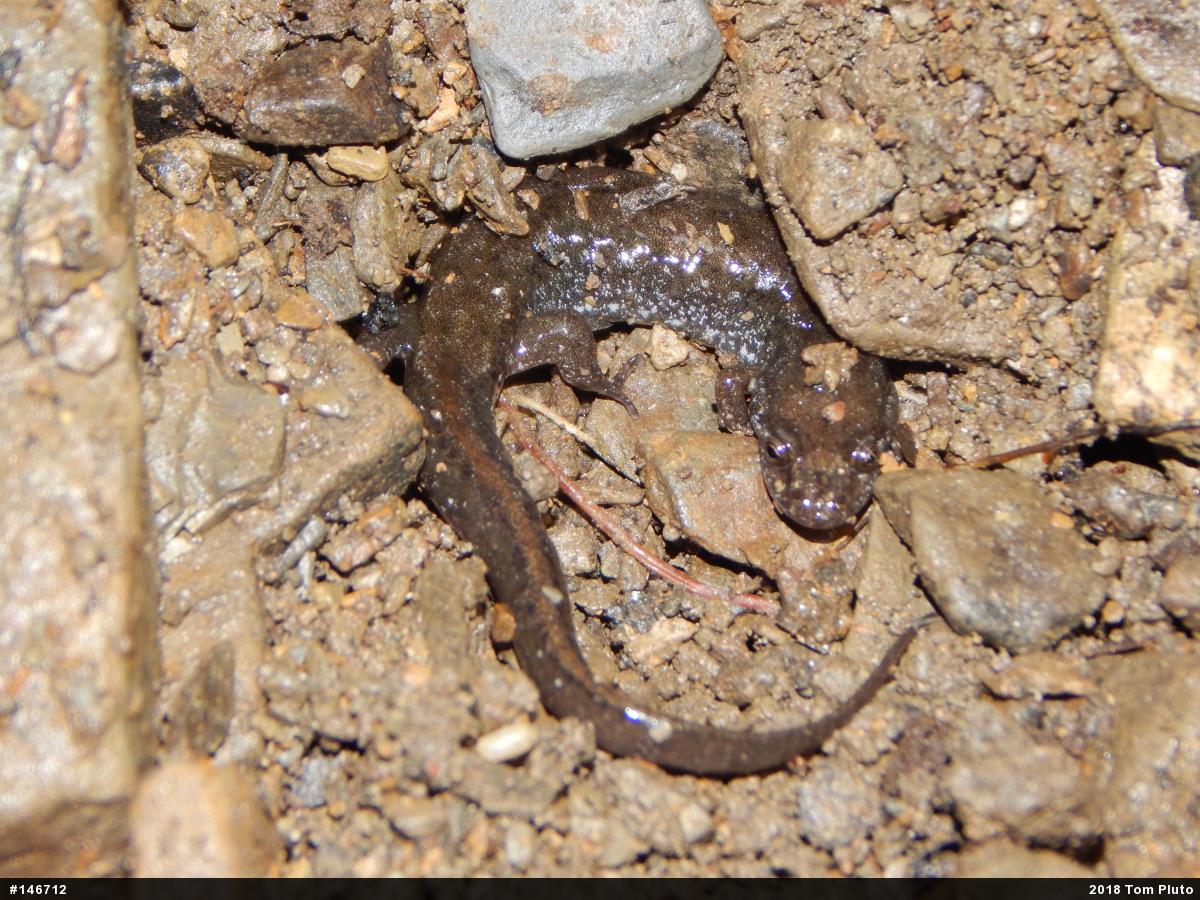 Northern Dusky Salamander