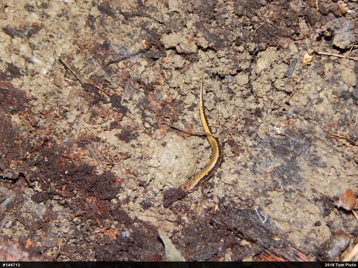 Allegheny Mountain Dusky Salamander