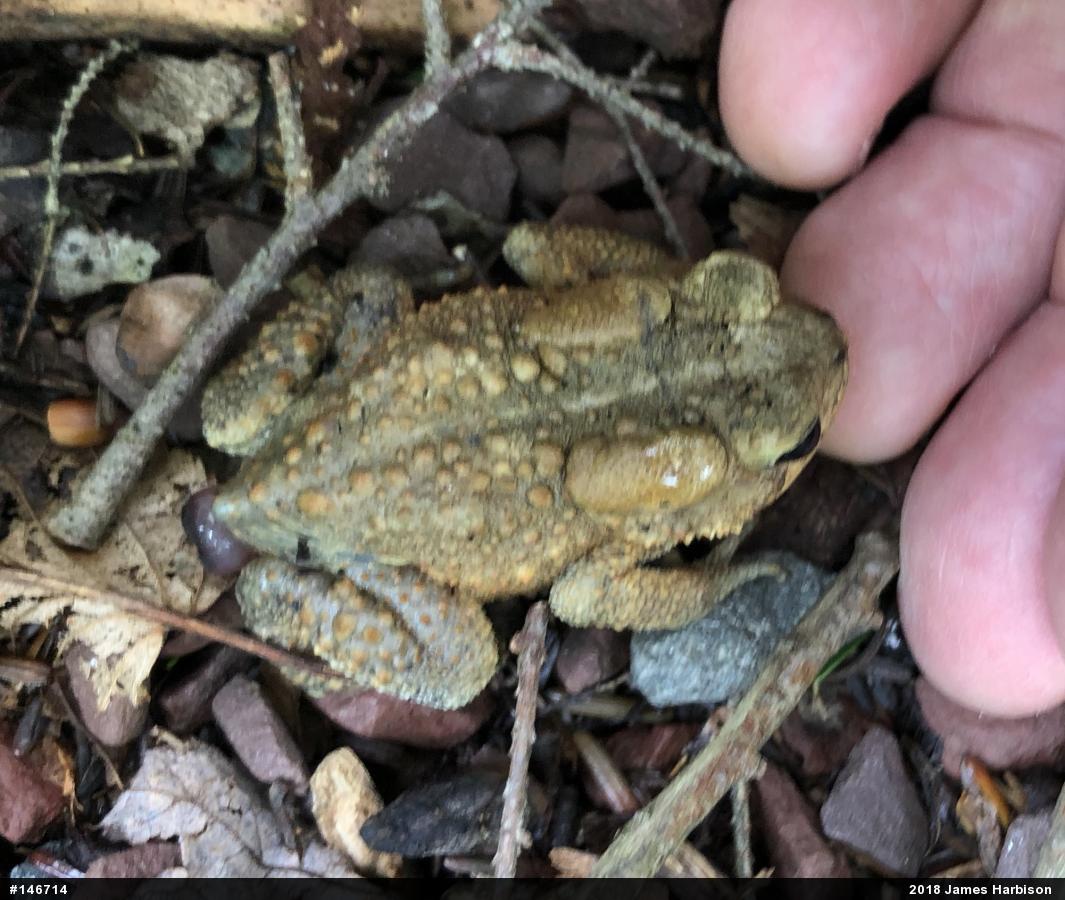 Eastern American Toad