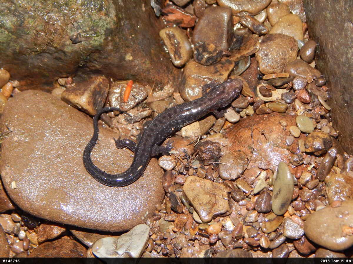 Allegheny Mountain Dusky Salamander