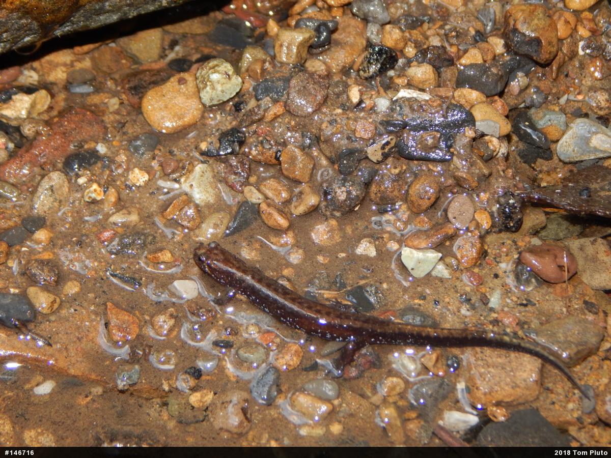 Allegheny Mountain Dusky Salamander