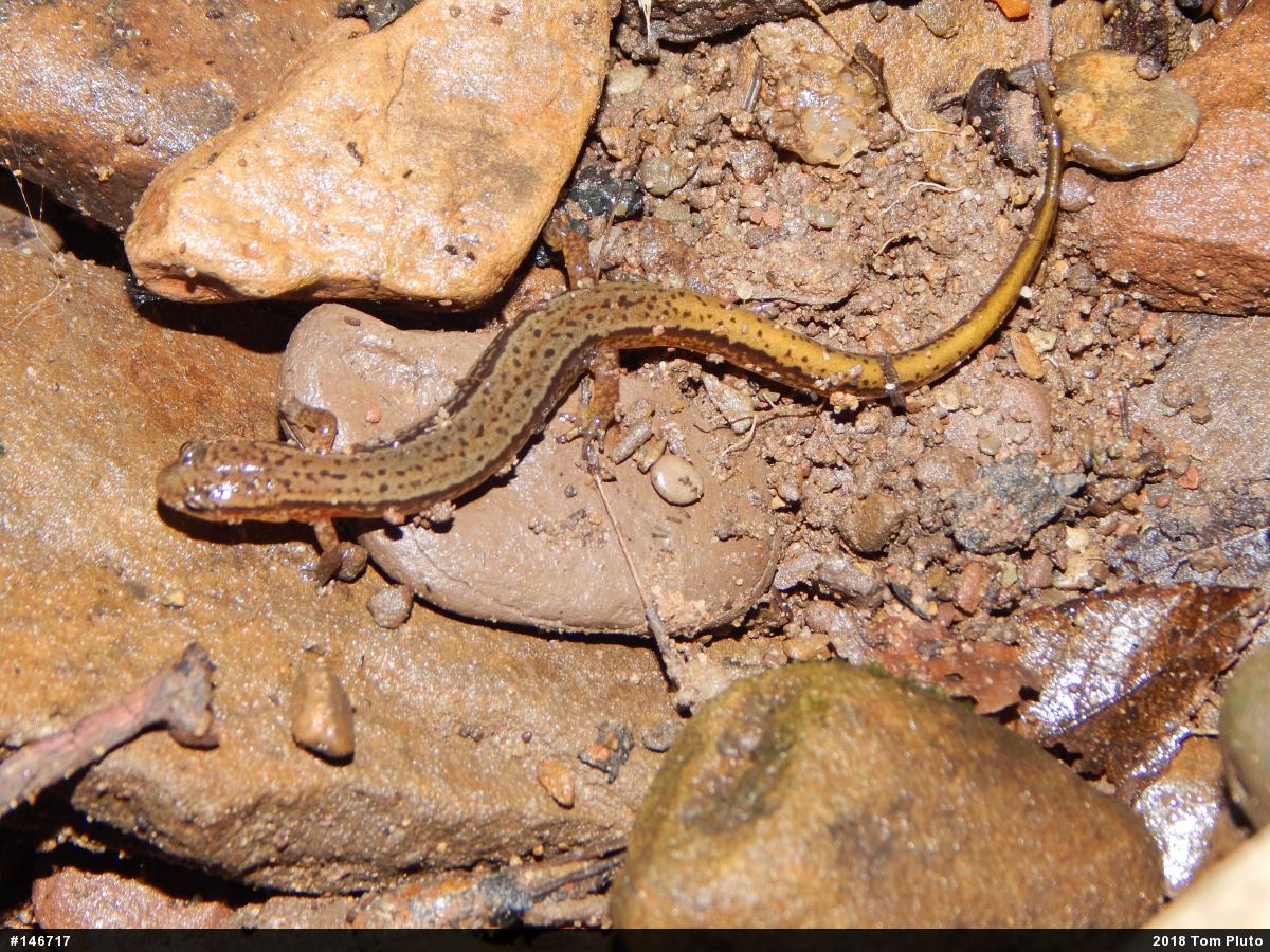 Northern Two-lined Salamander