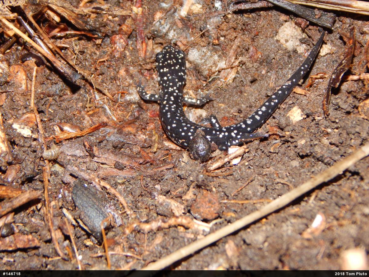 Northern Slimy Salamander