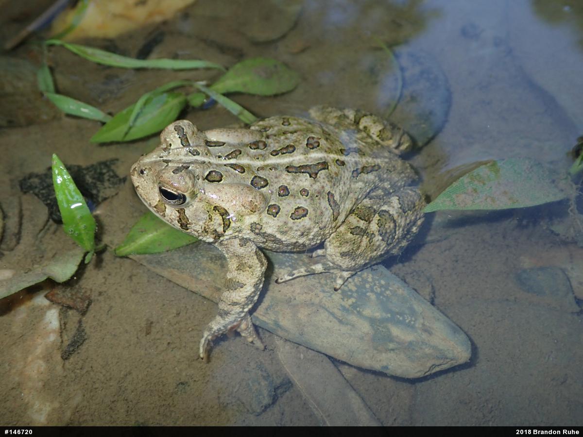 Fowler's Toad