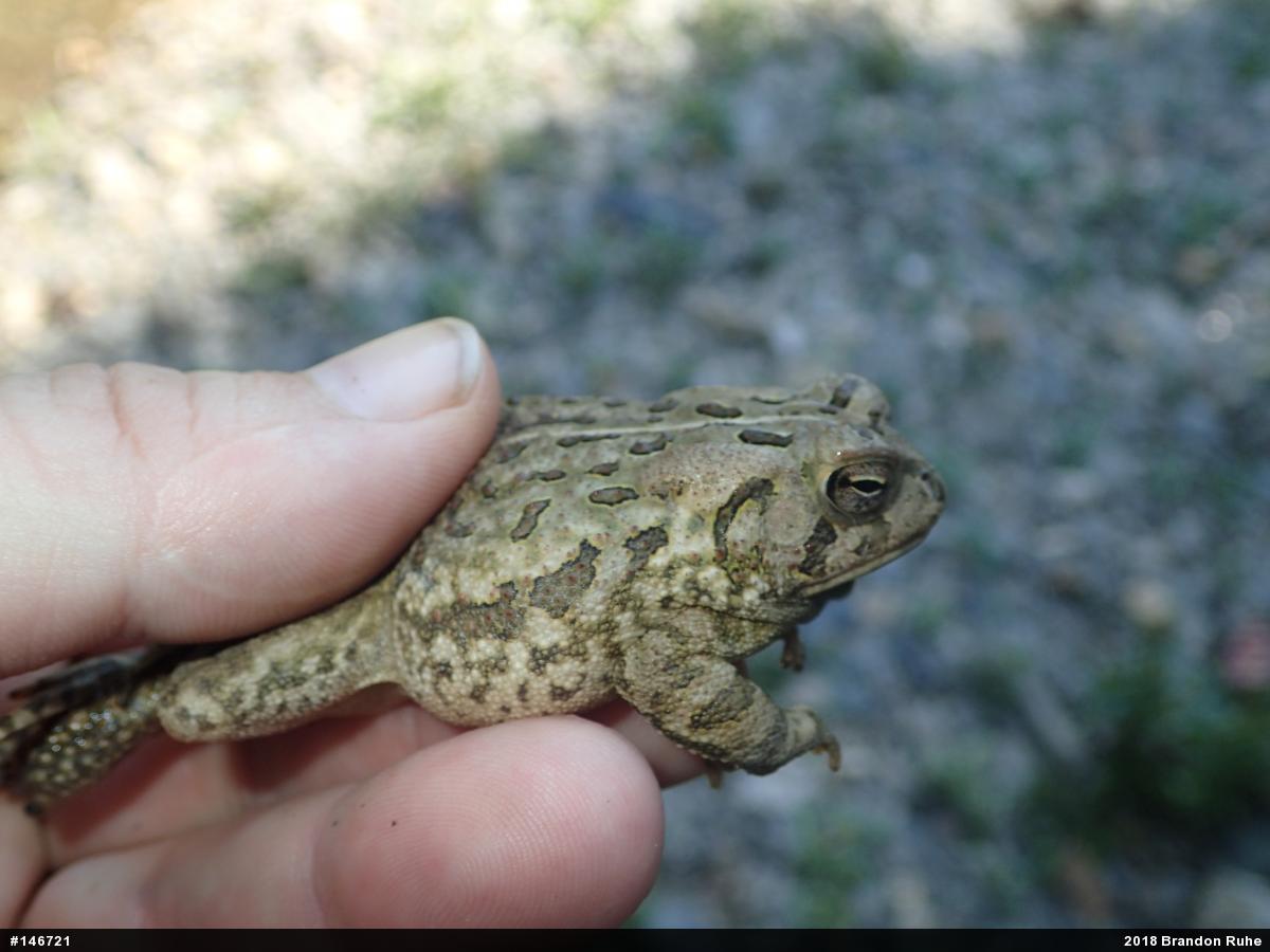 Fowler's Toad