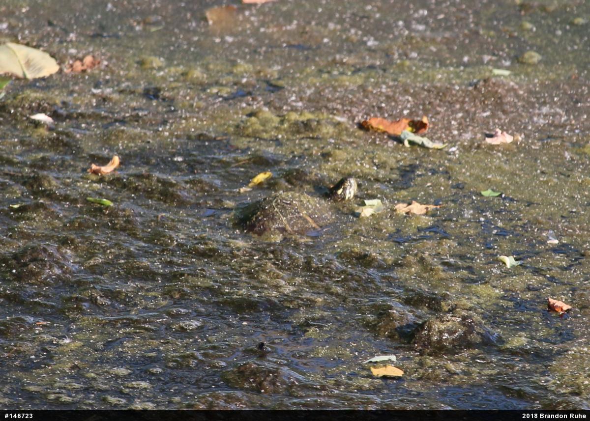 Eastern Painted Turtle