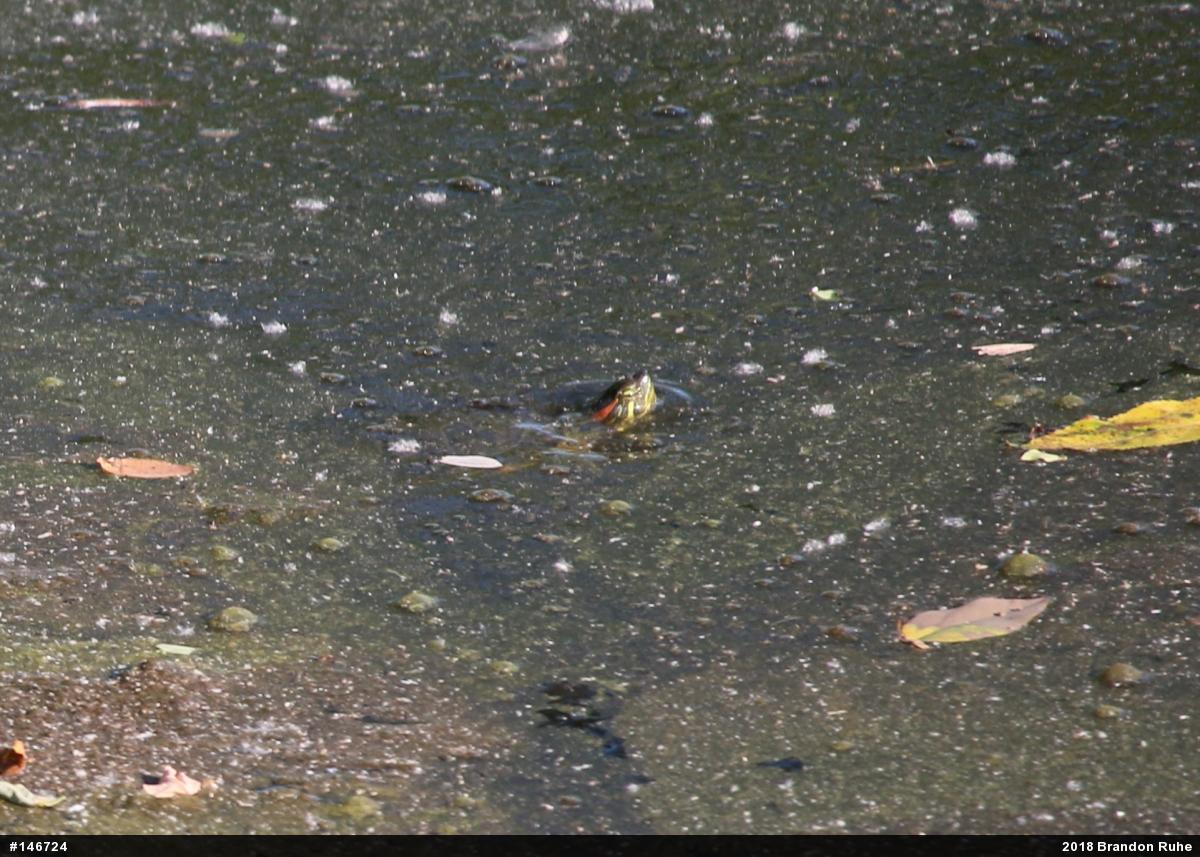 Red-eared Slider