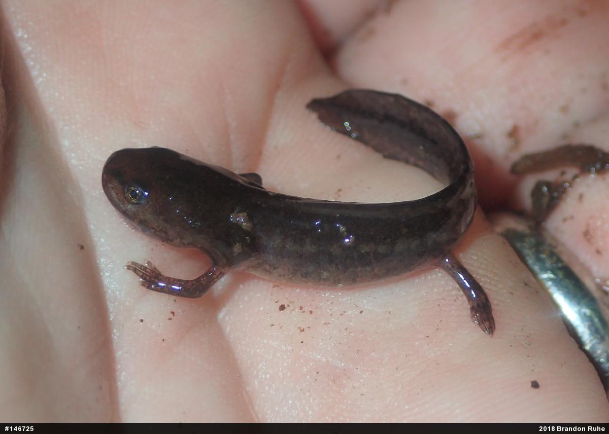 Spotted Salamander