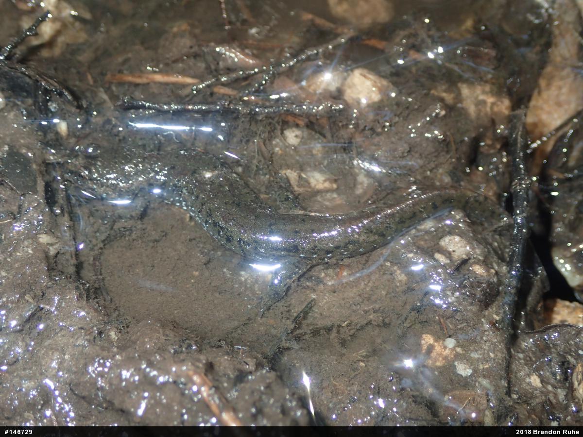 Northern Dusky Salamander