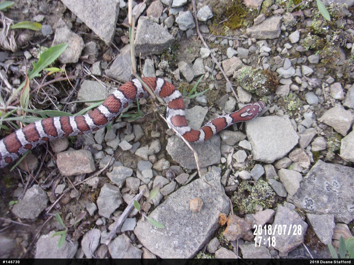 Eastern Milksnake