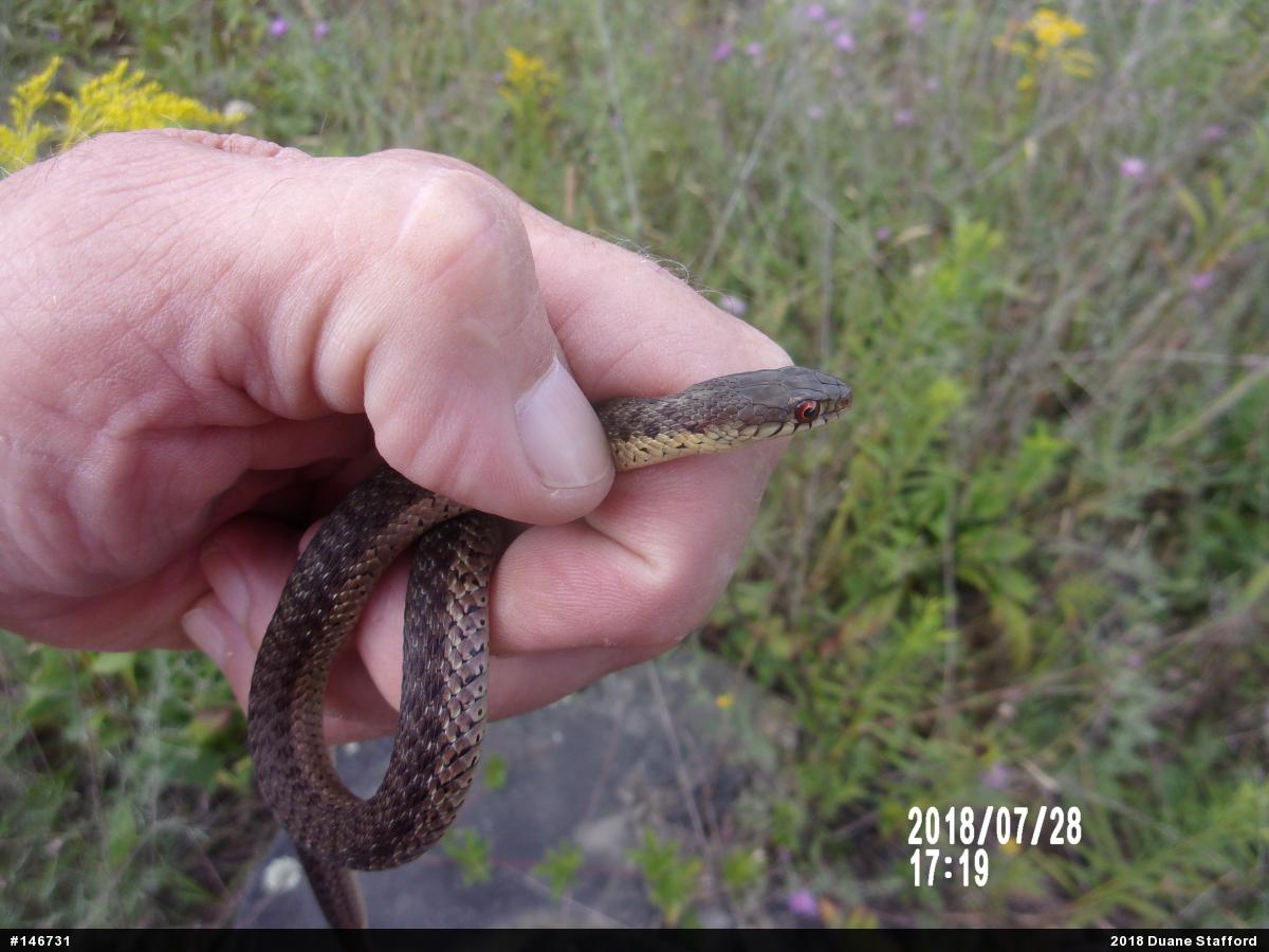 Eastern Gartersnake